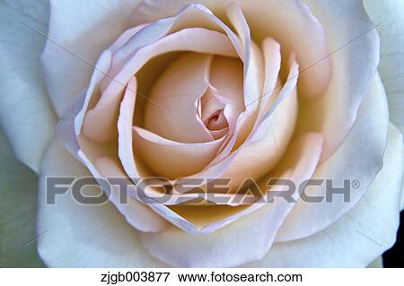 Rose Flower View Large Photo Image Stock Photo - Rose Flower. Fotosearch