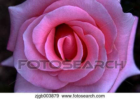 Rose Flower View Large Photo Image Stock Photo - Rose Flower. Fotosearch
