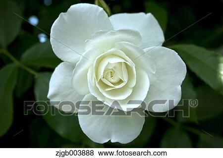 Rose Flower View Large Photo Image Stock Photo - Rose Flower. Fotosearch