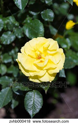 Stock Photo - Rose Flower. Fotosearch