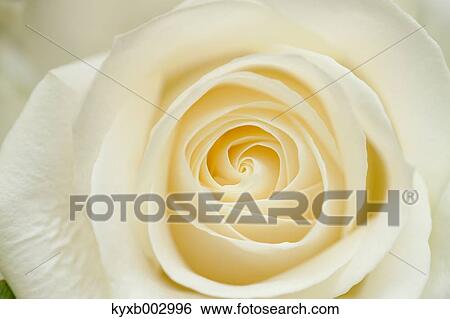 Rose Flower View Large Photo Image Stock Photograph - Rose Flower. Fotosearch