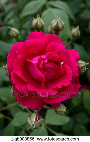 Rose Flower View Large Photo Image Stock Photograph - Rose Flower. Fotosearch