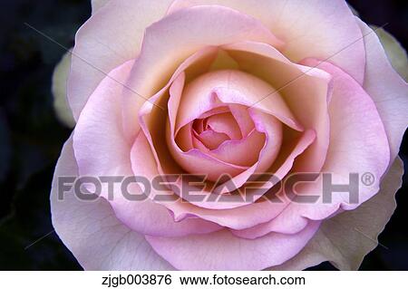 Rose Flower View Large Photo Image Stock Photograph - Rose Flower. Fotosearch