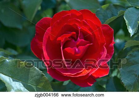 Rose Flower View Large Photo Image Stock Photograph - Rose Flower. Fotosearch