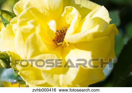 Rose Flower View Large Photo Image Stock Photograph - Rose Flower. Fotosearch