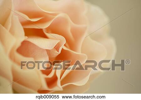 Rose Flower View Large Photo Image Stock Photography - Rose Flower. Fotosearch