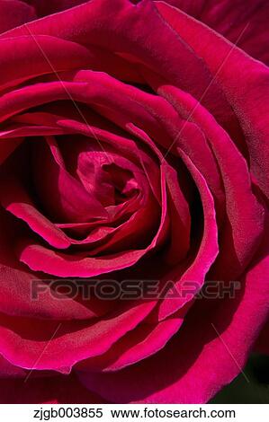 Stock Photography - Rose Flower. Fotosearch