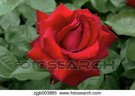 Rose Flower View Large Photo Image Stock Photography - Rose Flower. Fotosearch