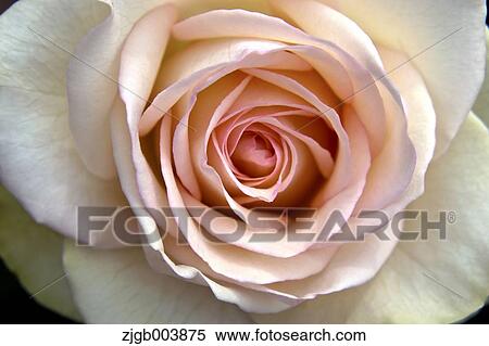 Stock Photography - Rose Flower. Fotosearch