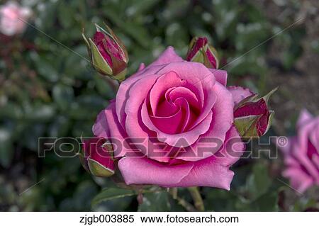 Rose Flower View Large Photo Image Stock Photography - Rose Flower. Fotosearch
