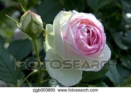 Rose Flower View Large Photo Image Stock Photography - Rose Flower. Fotosearch