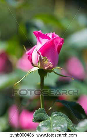 Rose Flower View Large Photo Image Stock Photography - Rose Flower. Fotosearch