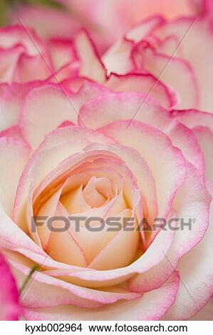 Rose Flowers View Large Photo Image Picture - Rose Flowers. Fotosearch