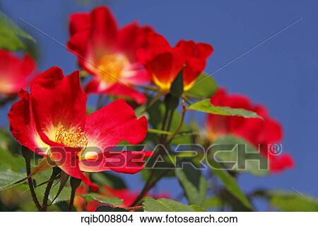 Rose Flowers View Large Photo Image Picture - Rose Flowers. Fotosearch
