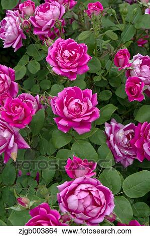 Rose Flowers View Large Photo Image Picture - Rose Flowers. Fotosearch