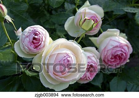 Rose Flowers View Large Photo Image Picture - Rose Flowers. Fotosearch
