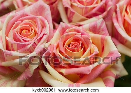 Stock Image - Rose Flowers. Fotosearch