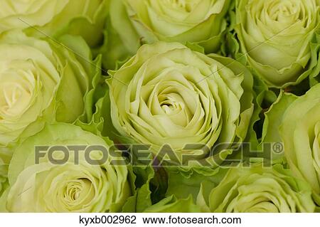 Stock Image - Rose Flowers. Fotosearch