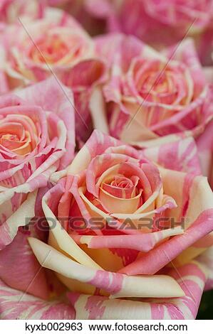 Stock Image - Rose Flowers. Fotosearch