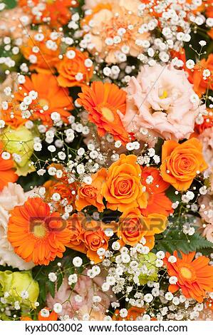 Rose Flowers View Large Photo Image Stock Image - Rose Flowers. Fotosearch