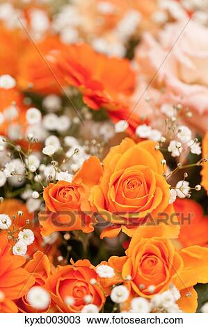 Rose Flowers View Large Photo Image Stock Image - Rose Flowers. Fotosearch