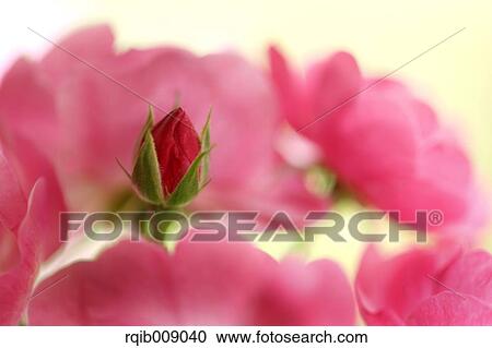 Rose Flowers View Large Photo Image Stock Image - Rose Flowers. Fotosearch