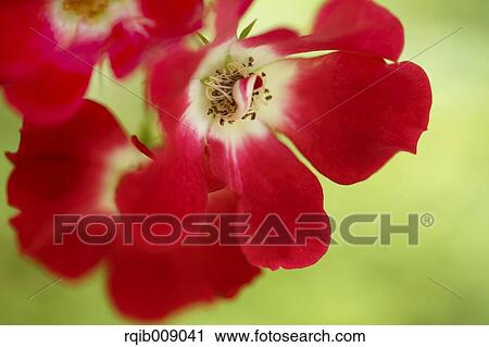 Rose Flowers View Large Photo Image Stock Image - Rose Flowers. Fotosearch