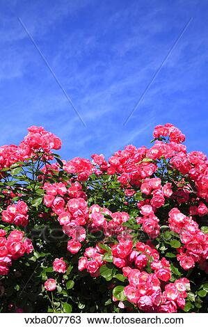 Rose Flowers View Large Photo Image Stock Image - Rose Flowers. Fotosearch