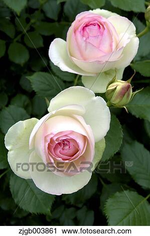 Rose Flowers View Large Photo Image Stock Image - Rose Flowers. Fotosearch
