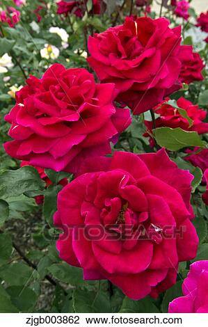 Rose Flowers View Large Photo Image Stock Image - Rose Flowers. Fotosearch