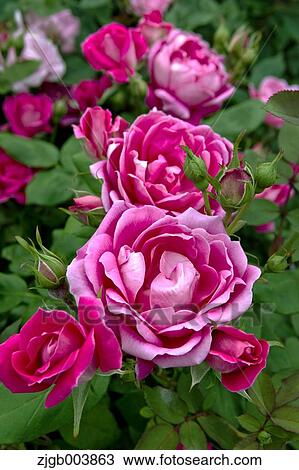 Rose Flowers View Large Photo Image Stock Image - Rose Flowers. Fotosearch