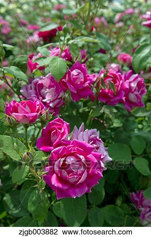 Rose Flowers View Large Photo Image Stock Image - Rose Flowers. Fotosearch