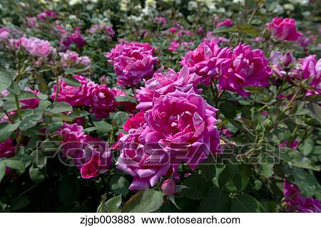 Rose Flowers View Large Photo Image Stock Image - Rose Flowers. Fotosearch