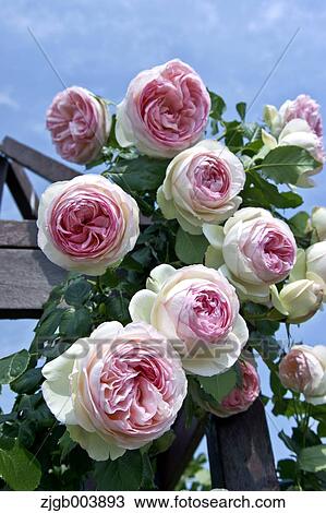 Rose Flowers View Large Photo Image Stock Image - Rose Flowers. Fotosearch