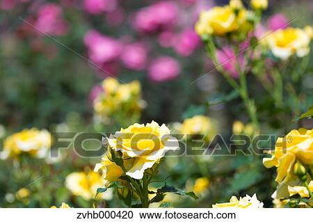 Stock Image - Rose Flowers. Fotosearch