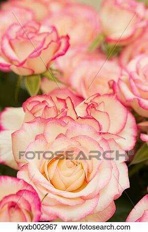Stock Photo - Rose Flowers. Fotosearch