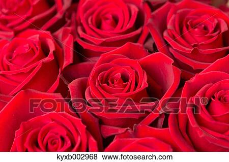 Rose Flowers View Large Photo Image Stock Photo - Rose Flowers. Fotosearch