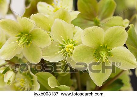 Stock Photo - Rose Flowers. Fotosearch