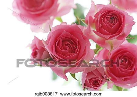 Stock Photo - Rose Flowers. Fotosearch
