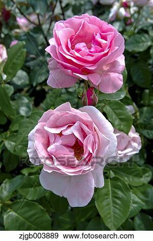 Rose Flowers View Large Photo Image Stock Photo - Rose Flowers. Fotosearch
