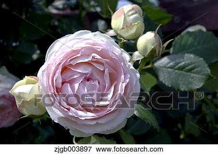 Rose Flowers View Large Photo Image Stock Photo - Rose Flowers. Fotosearch