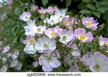Rose Flowers View Large Photo Image Stock Photo - Rose Flowers. Fotosearch