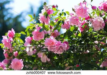 Stock Photo - Rose Flowers. Fotosearch