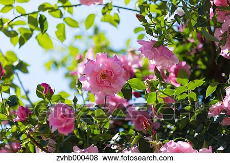 Stock Photo - Rose Flowers. Fotosearch
