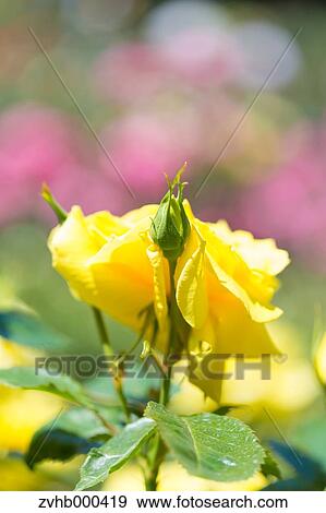 Stock Photo - Rose Flowers. Fotosearch