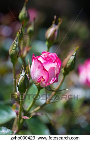 Stock Photo - Rose Flowers. Fotosearch