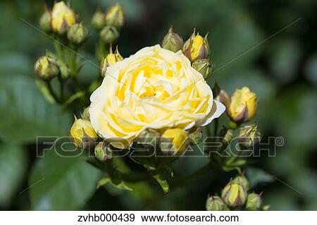 Rose Flowers View Large Photo Image Stock Photo - Rose Flowers. Fotosearch