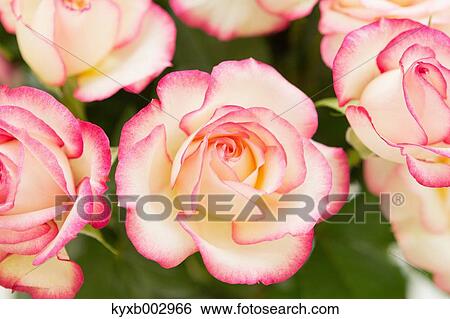 Rose Flowers View Large Photo Image Stock Photograph - Rose Flowers. Fotosearch