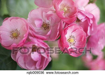 Rose Flowers View Large Photo Image Stock Photograph - Rose Flowers. Fotosearch