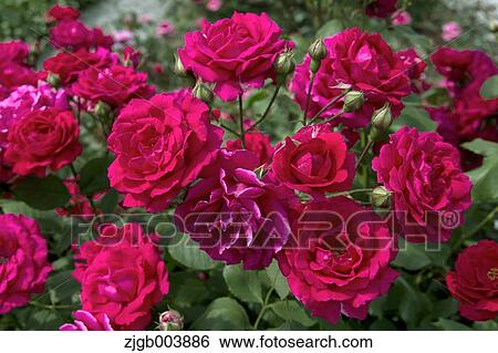 Rose Flowers View Large Photo Image Stock Photograph - Rose Flowers. Fotosearch